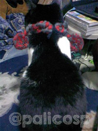 元のお写真